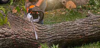 Best Storm Damage Tree Cleanup  in USA